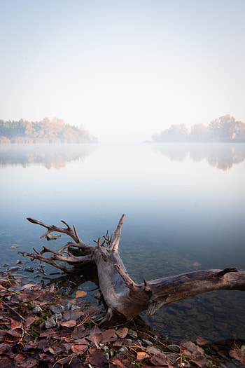 Nature, Water, Lake, Shore, Bank, Fog, Snag HD phone wallpaper