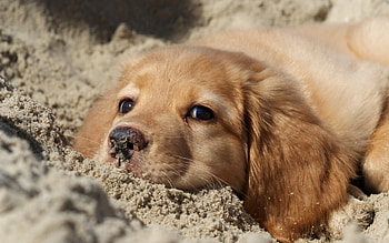 Animals, Dogs HD wallpaper