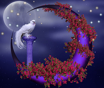 ✼Crescent with Beloved Dove✼, softness, beloved valentines, plants, red flowers, cute, Biugainvillea, moon, starlight, animals, stunning, dove, bird, other, beautiful, purple, pretty, crescent, clouds, sky, flowers, lovely, splendor HD wallpaper