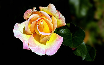 Flowers, Leaves, Flower, Rose Flower, Rose, Petals, Close-Up HD wallpaper