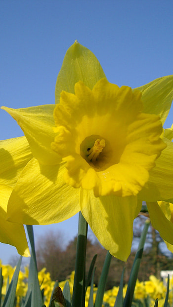 Daffodil, Adorable Flowers HD phone wallpaper