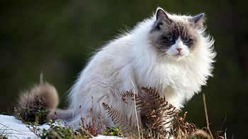 Fluffy Cat, animal, kitten, cat, fluffy HD wallpaper