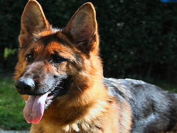 German shepherd, dog, beautiful, shepherd HD wallpaper