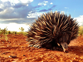 Autumnvale echidna, Cute anteater, Australian wildlife, Animal facts HD wallpaper