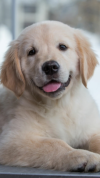 Cute Golden Retriever puppies, Adorable innocence, Heartwarming moments, Pure joy HD phone wallpaper