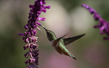 Animals, Flowers, Humming-Birds, Beautiful, Little Bird, Birdie HD wallpaper