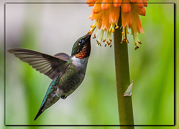 HUMMINGBIRD, NATURE, , ANIMAL HD wallpaper
