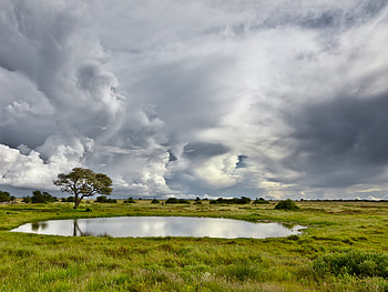Rainy Day, fileld, grey, alone, clouds, rainy, sky, grass, tree HD wallpaper