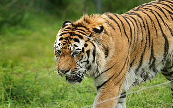 Animals, Grass, Predator, Big Cat, Sadness, Tiger, Sorrow HD wallpaper