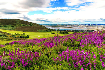 Irish landscape, hills, beautiful, grass, summer, wildflowers, purple, scenery, countryside, Ireland HD wallpaper