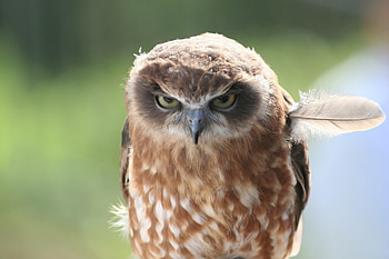 Animals, Owl, Feather, Predator, Sight, Opinion, Pen, Anger HD wallpaper