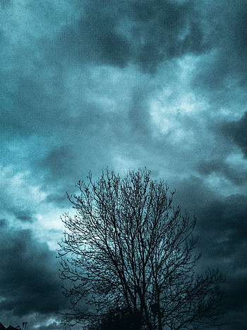 Nature, Sky, Clouds, Wood, Tree, Branches, Evening HD phone wallpaper
