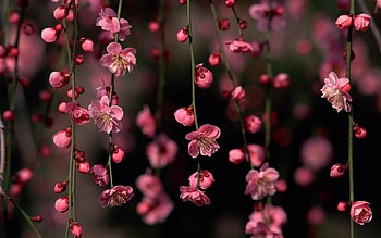 Plants, Flowers HD wallpaper