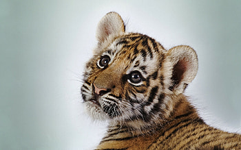 Tiger cub chaos, Playful feline, Energetic , Dynamic scene HD wallpaper