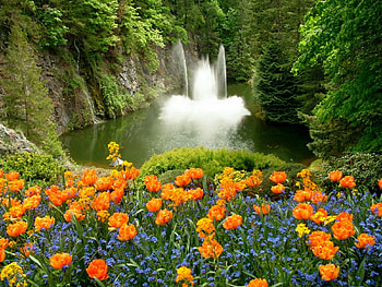 Flowers, other, nature, water HD wallpaper
