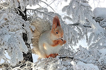Picnic in the Snow, White, Squirrel, Snow, Tree, Frost, Branches HD wallpaper