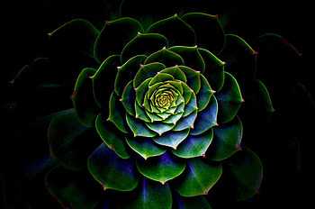 Succulent plant, plant, swirls, green, nature, succulent, pattern HD wallpaper