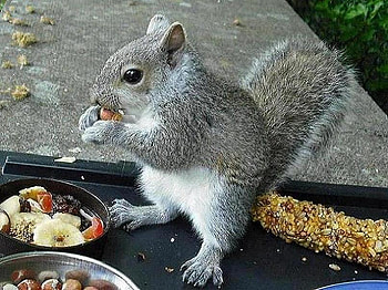 Spoilt, cute, squirrels, animals, babys HD wallpaper