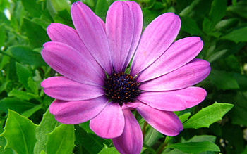 Purple Flower, closeup, purple, gerberas, purple flowers, nature, flowers, daisies HD wallpaper