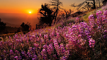 Colorful Sunset, blossoms, colors, landscape, trees, flowers, sky, sun HD wallpaper