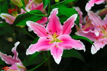 Lily flower, summer, pink, pretty, garden, beautiful, flowers, lilies, macro HD wallpaper