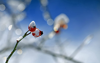 Snow, Briar, Macro, Branch, Berry HD wallpaper