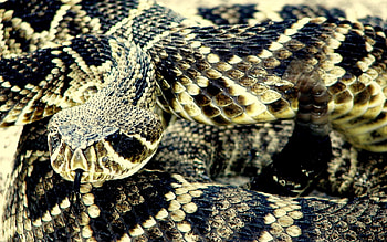 Rattlesnake , Nature-inspired design, Serpent motif, Eye-catching visuals HD wallpaper