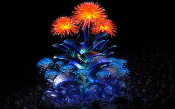 Flora, colorful, wds, flowers, color HD wallpaper