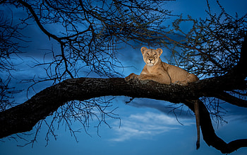 Lion, tree, night, blue, animal, view from down, leu HD wallpaper