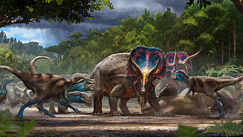 Triceratops, Dinosaur duels, Prehistoric cold case, Scientific mystery HD wallpaper