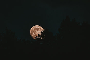 Trees, Night, Moon, Dark, Full Moon HD wallpaper