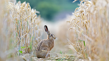 Rabbit, animal, bunny, field HD wallpaper