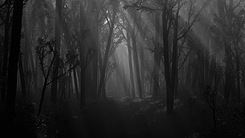 3D Abstract Black Forest ,1920*1080 HD wallpaper