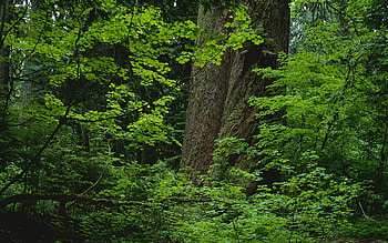 Plants, Landscape, Trees HD wallpaper