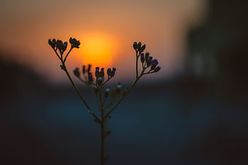 Beautiful silhouette of delicate flowers against a vibrant sunrise. HD wallpaper