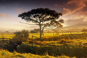 Tree , Background , Nature's beauty, Scenic landscape HD wallpaper