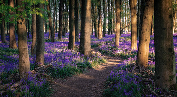 Tollymore Forest Park, Park, nature, Tollymore, Forest HD wallpaper