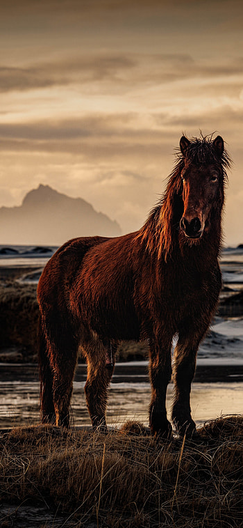 Coastal Dusk Horse — , Animal, horse HD phone wallpaper