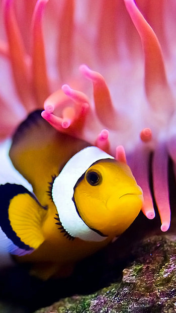 Sea life , resolution, Aquatic creatures, Stunning underwater scenery HD phone wallpaper