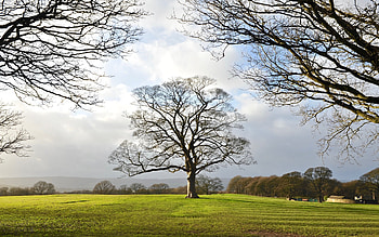 Graves Park in England, England, trees, UK, park HD wallpaper