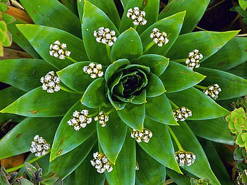 Amazing Flower, amazing, , flower HD wallpaper