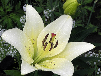 Plants, Flowers HD wallpaper