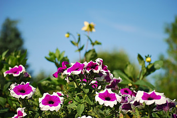 Flowers, Sky, Blur, Smooth, Flower Bed, Flowerbed, Sunny, Petunia HD wallpaper