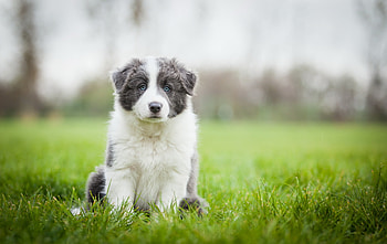 Animals, Grass, Sit, Puppy, Border Collie HD wallpaper
