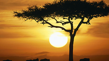 Acacia Tree, Savannah landscape, Stunning , Natural beauty HD wallpaper