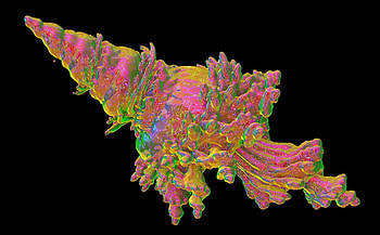 Glow Seashell, coral, , , coloful, ocean, seashell HD wallpaper