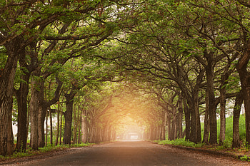 Serene Nature Pathway Under Canopy of Green Trees, nature, path HD wallpaper