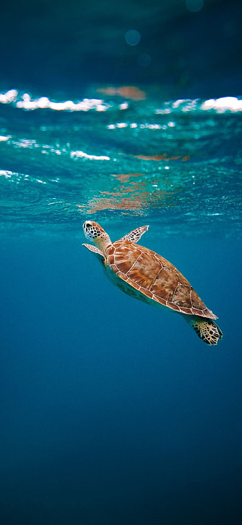 Oceanic animal delight, Sea creature artworks, Animal collection, Underwater beauty HD phone wallpaper
