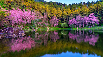 Flourish trees, garden, blooming, forest, flowerish, pond, lake, colorful, spring, reflections, blossoms, scent HD wallpaper
