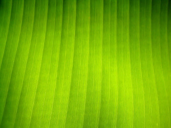 Macro, Surface, Sheet, Leaf, Shadow, Stripes, Streaks HD wallpaper